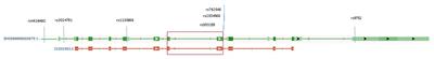 The Common Haplotype GATGACA in Surfactant-Protein B Gene Is Protective for Respiratory Distress Syndrome in Preterm Neonates